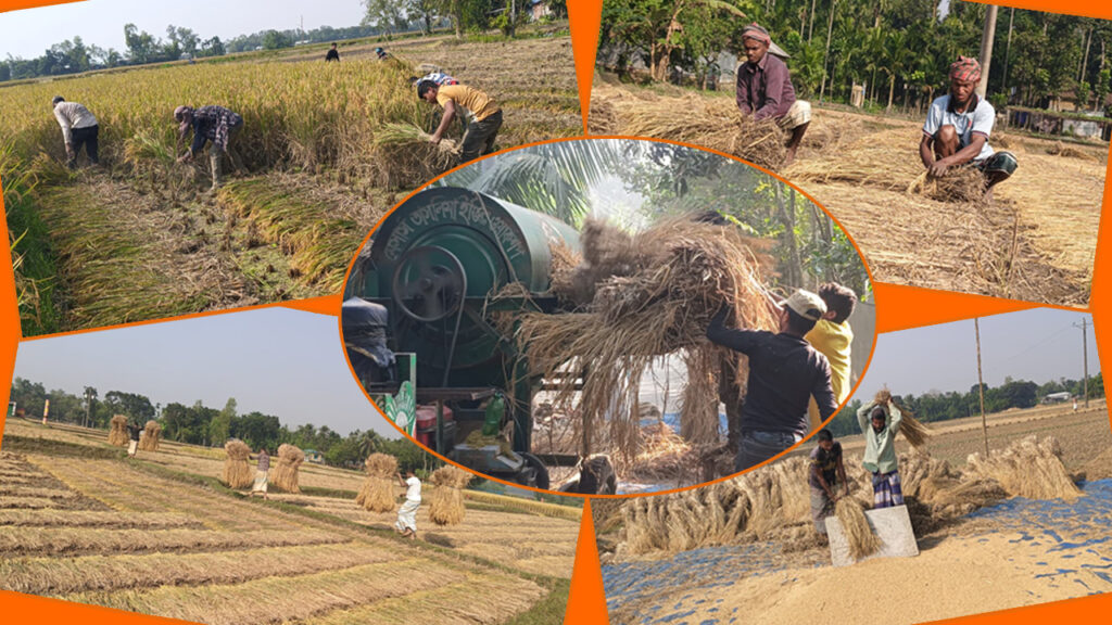 কালের স্রোতে মুছে যাচ্ছে নবান্ন, কৃষকরা বলছেন, ‘আগের আনন্দ আর নাই’