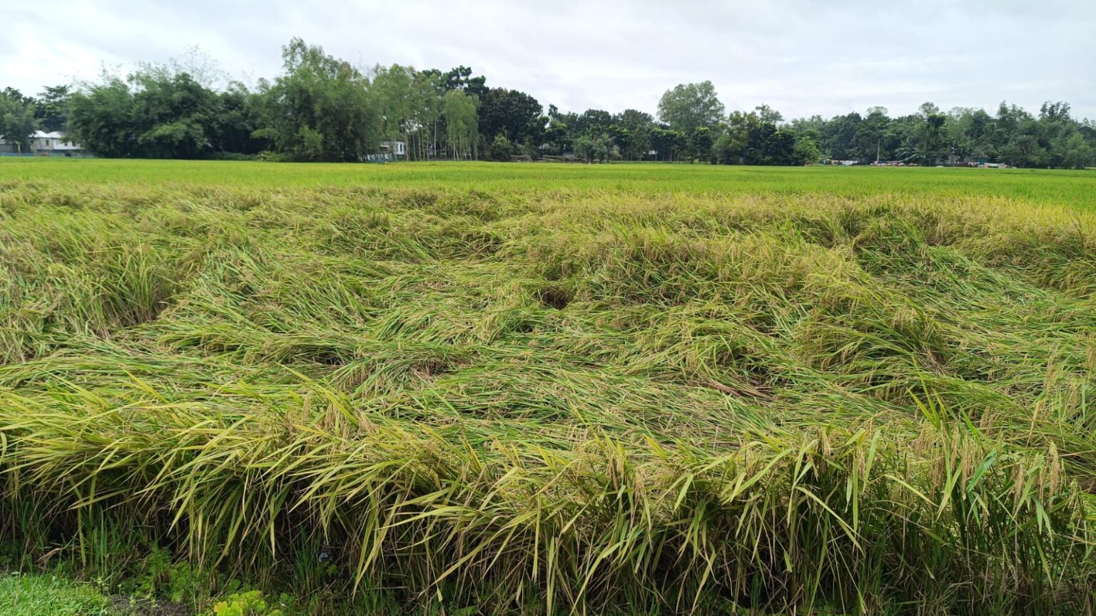 বৃষ্টির সাথে হালকা বাতাসে নুয়ে পড়েছে পাকা-আধাপাকা আমনের খেত
