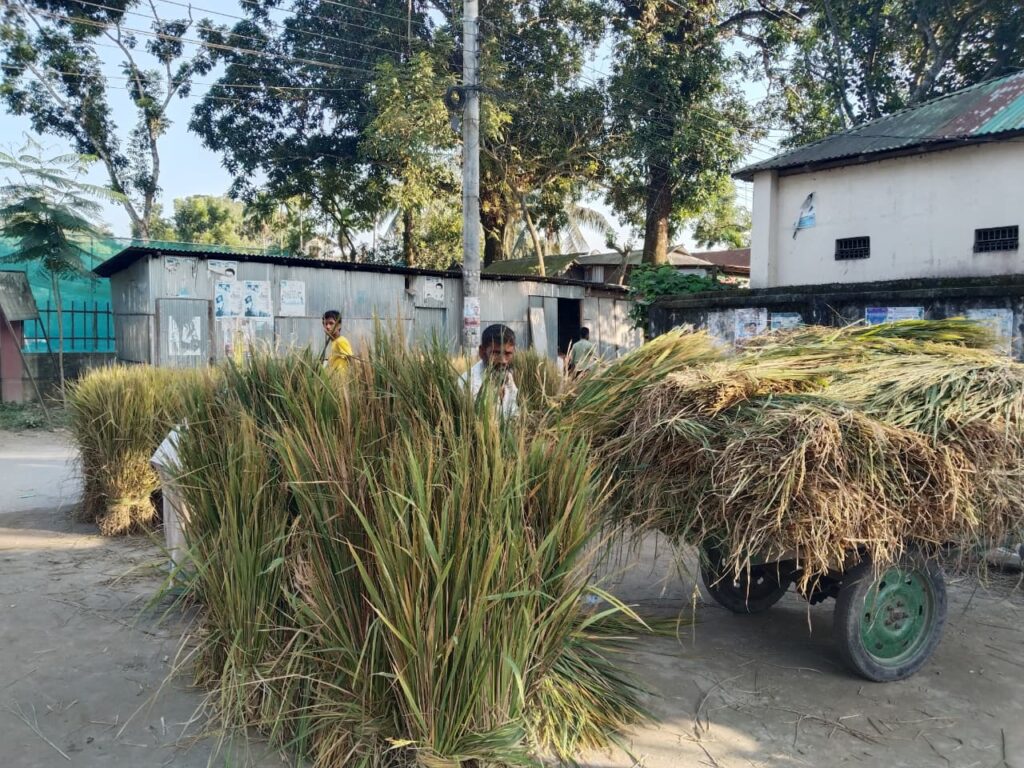 প্রতি খড়ের আঁটি ৮ টাকা, কৃষকের মুখে হাসির ঝিলিক,হতাশ খামারিরা
