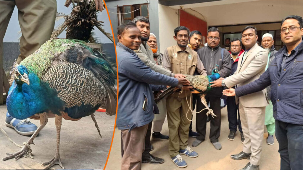 আহত অবস্থায় বিরল প্রজাতির ময়ূর উদ্ধার